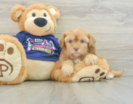 5 week old Shih Poo Puppy For Sale - Florida Fur Babies