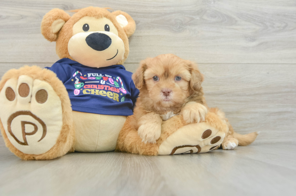 5 week old Shih Poo Puppy For Sale - Florida Fur Babies