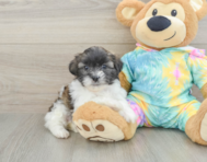 5 week old Shih Poo Puppy For Sale - Florida Fur Babies