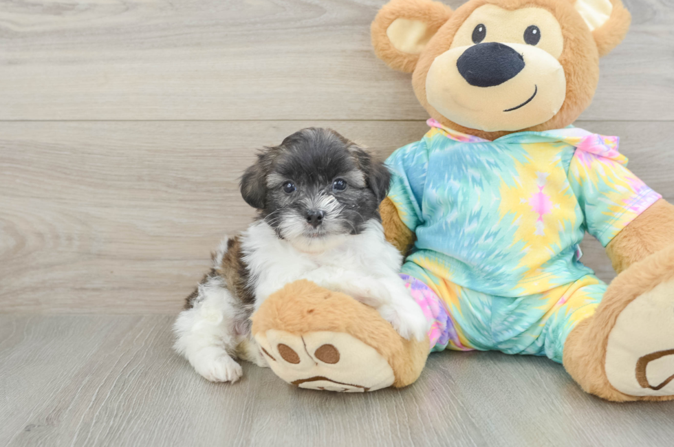 5 week old Shih Poo Puppy For Sale - Florida Fur Babies