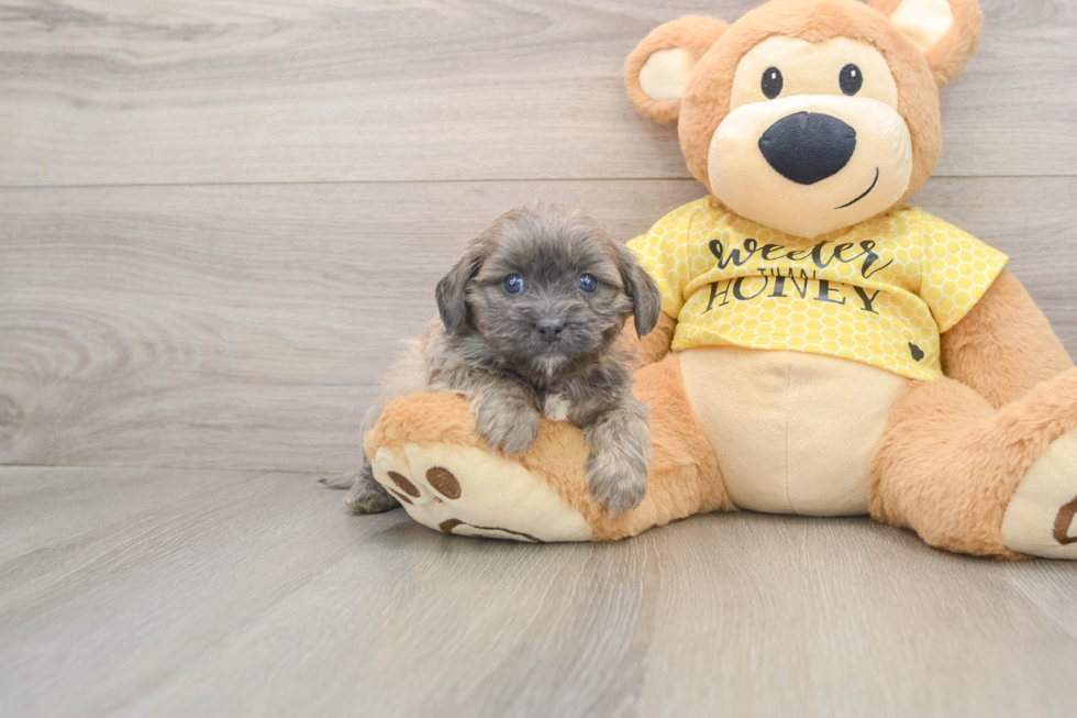 Playful Shihpoo Poodle Mix Puppy