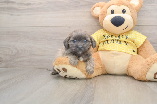 Playful Shihpoo Poodle Mix Puppy
