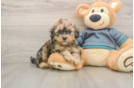 Shih Poo Pup Being Cute