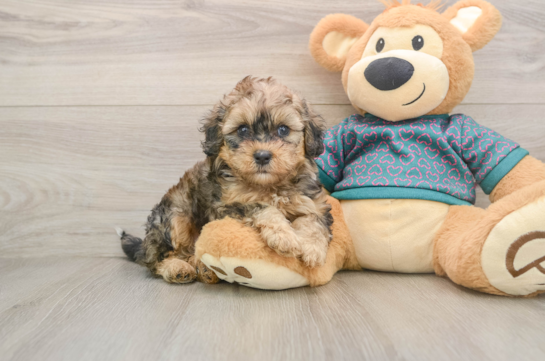 Shih Poo Pup Being Cute