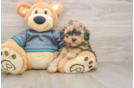 Hypoallergenic Shihpoo Poodle Mix Puppy