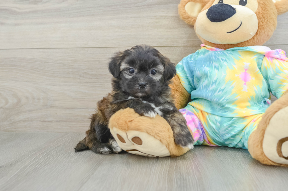 5 week old Shih Poo Puppy For Sale - Florida Fur Babies