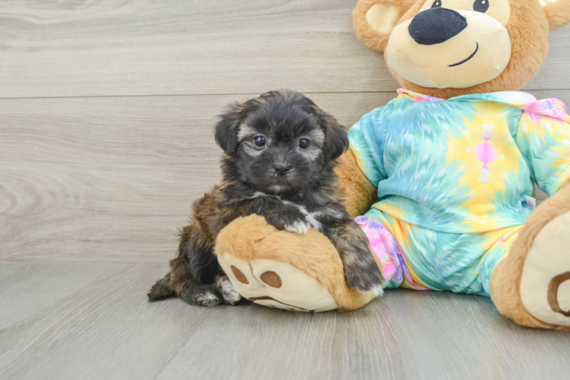 Meet Fleur - our Shih Poo Puppy Photo 1/3 - Florida Fur Babies