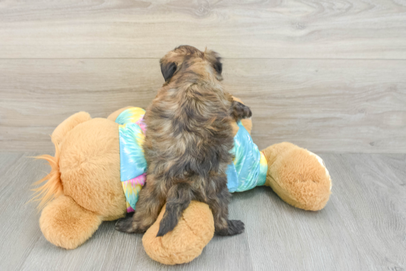 Meet Fleur - our Shih Poo Puppy Photo 2/3 - Florida Fur Babies