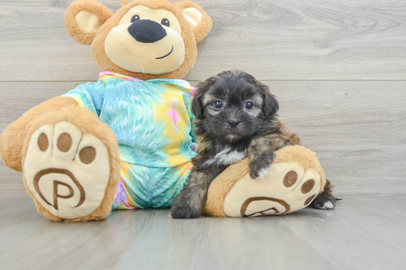 Meet Fleur - our Shih Poo Puppy Photo 3/3 - Florida Fur Babies