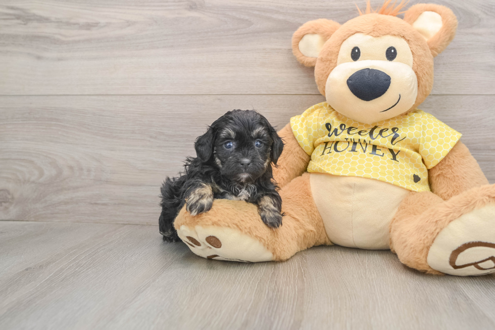 Shih Poo Pup Being Cute