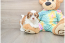 Shih Poo Puppy for Adoption