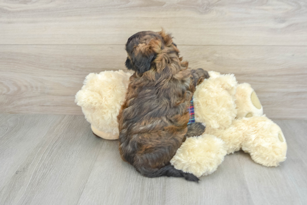 Playful Shih Poo Poodle Mix Puppy