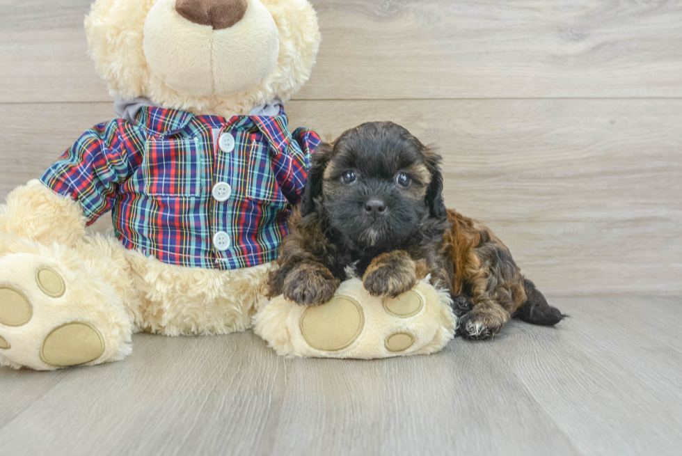 Cute Shih Poo Baby