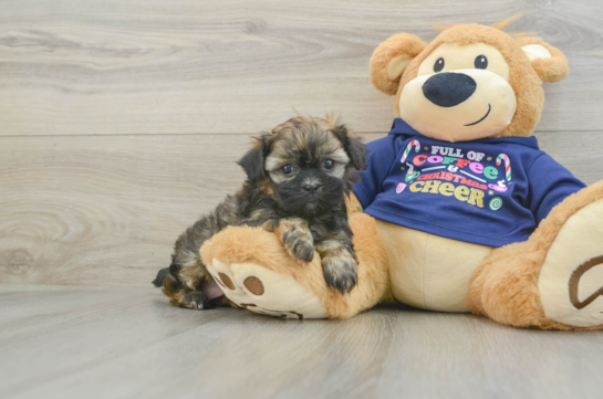 Popular Shih Poo Poodle Mix Pup