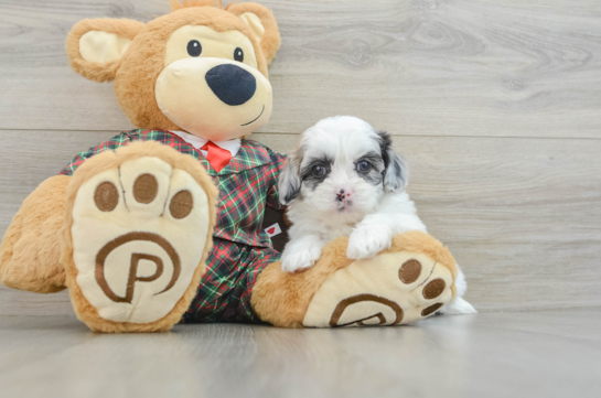 Shih Poo Puppy for Adoption