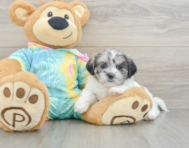 6 week old Shih Poo Puppy For Sale - Florida Fur Babies