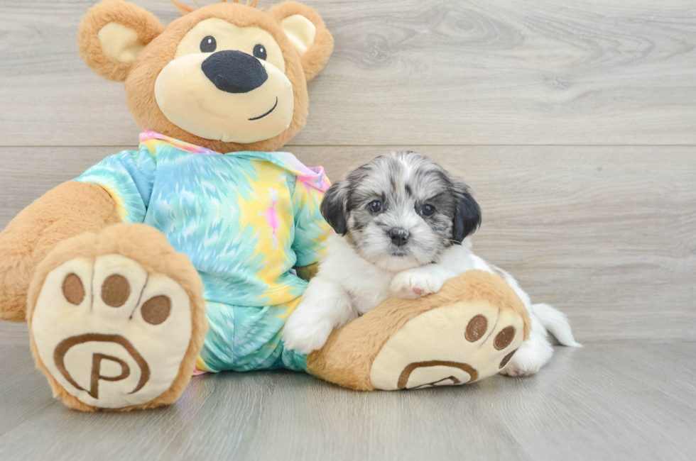 5 week old Shih Poo Puppy For Sale - Florida Fur Babies