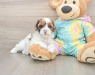 10 week old Shih Poo Puppy For Sale - Florida Fur Babies
