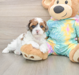 7 week old Shih Poo Puppy For Sale - Florida Fur Babies