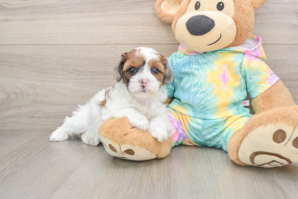Shih Poo Pup Being Cute