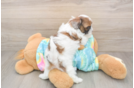 Best Shih Poo Baby