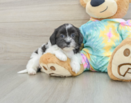 6 week old Shih Poo Puppy For Sale - Florida Fur Babies