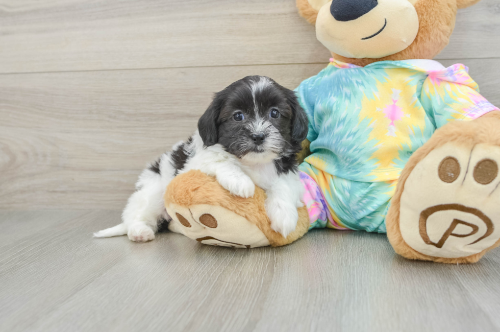 5 week old Shih Poo Puppy For Sale - Florida Fur Babies