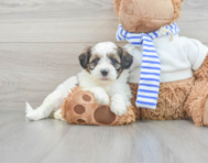 11 week old Shih Poo Puppy For Sale - Florida Fur Babies
