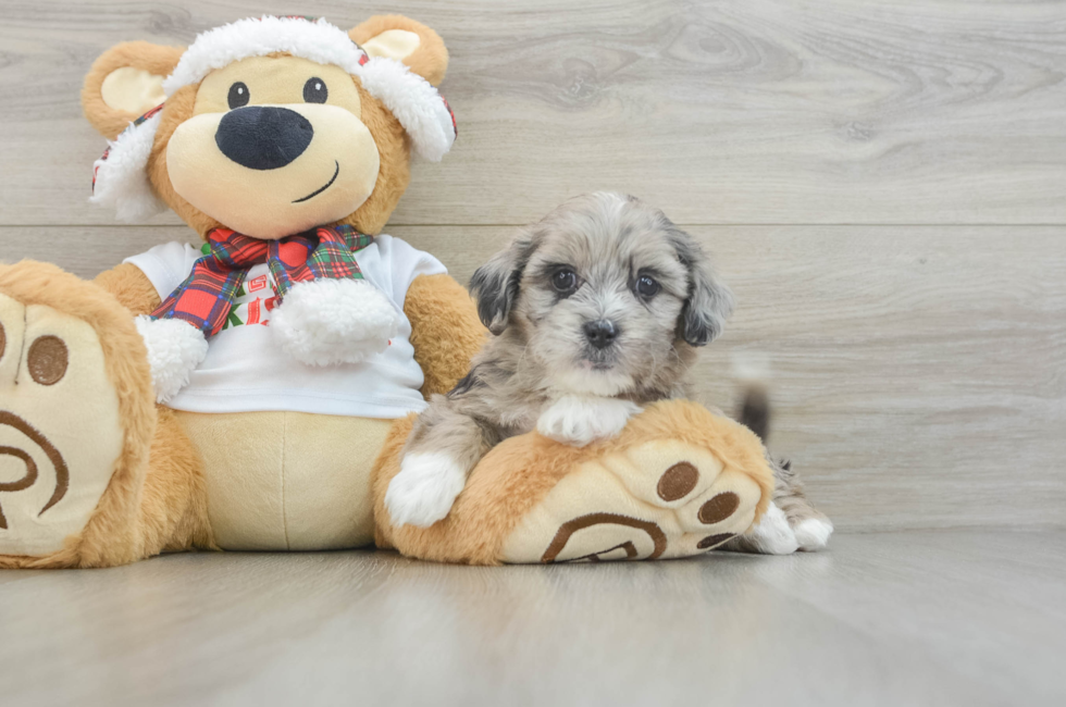 5 week old Shih Poo Puppy For Sale - Florida Fur Babies