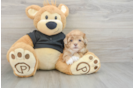 Best Shih Poo Baby