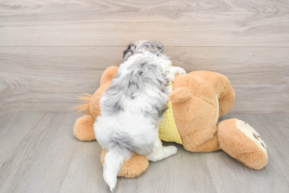 Shih Poo Puppy for Adoption