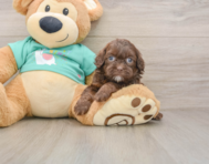 7 week old Shih Poo Puppy For Sale - Florida Fur Babies
