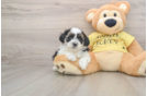 Shih Poo Puppy for Adoption