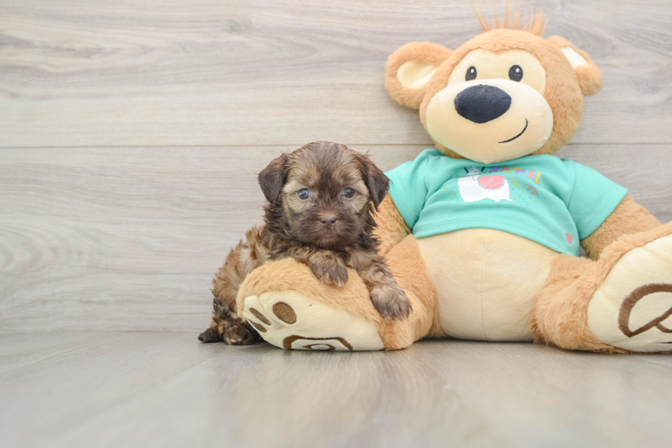 Adorable Shih Poo Poodle Mix Puppy