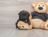 5 week old Shih Poo Puppy For Sale - Florida Fur Babies