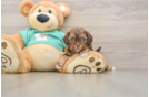 Happy Shih Poo Baby