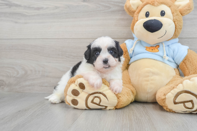 Best Shih Poo Baby