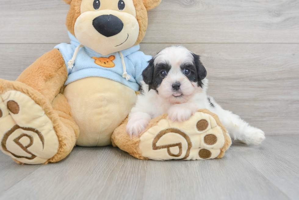 Best Shih Poo Baby