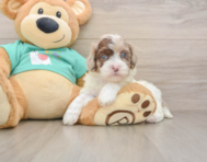 7 week old Shih Poo Puppy For Sale - Florida Fur Babies