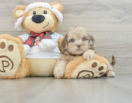 6 week old Shih Poo Puppy For Sale - Florida Fur Babies