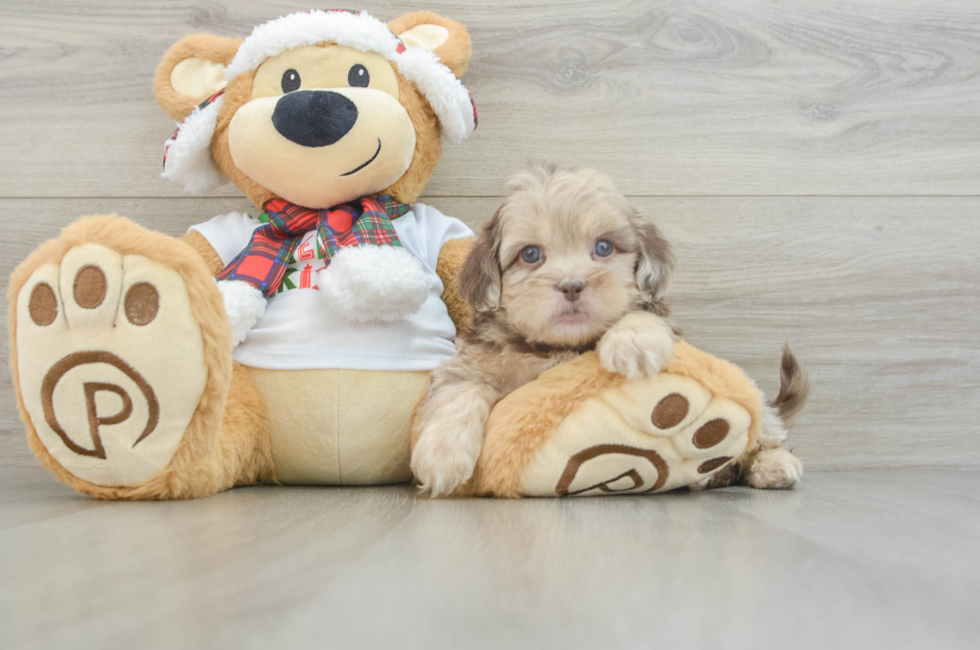 5 week old Shih Poo Puppy For Sale - Florida Fur Babies