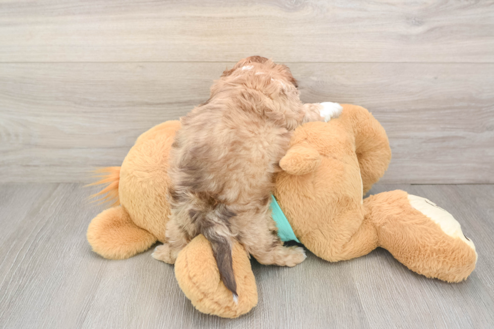Playful Shihpoo Poodle Mix Puppy