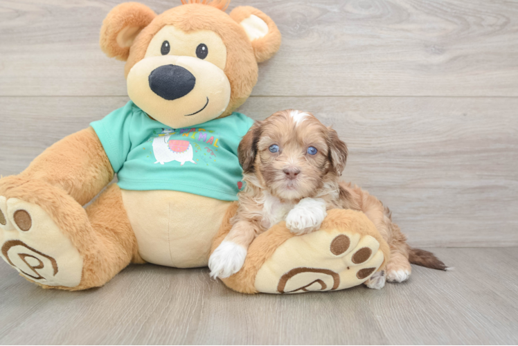 Shih Poo Puppy for Adoption