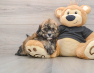 5 week old Shih Poo Puppy For Sale - Florida Fur Babies