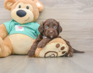 7 week old Shih Poo Puppy For Sale - Florida Fur Babies