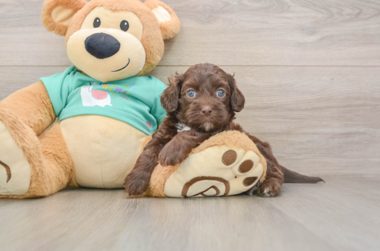 Best Shih Poo Baby