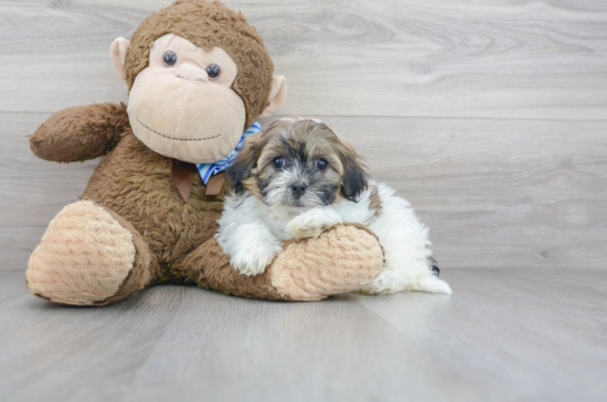 Cute Shih Poo Poodle Mix Puppy