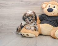 5 week old Shih Poo Puppy For Sale - Florida Fur Babies