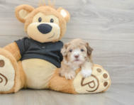 6 week old Shih Poo Puppy For Sale - Florida Fur Babies