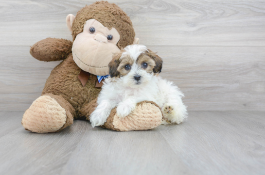 32 week old Shih Poo Puppy For Sale - Florida Fur Babies